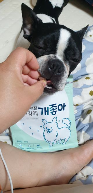 My Pet Care 천연단백질 눈건강에 개좋아 — 5점을 준 리뷰어가 2021년 3월 올린 사용 사진