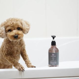 마리앤루이펫샴푸 [mari and louie pet shampoo] — 5점을 준 리뷰어가 2021년 5월 올린 사용 사진