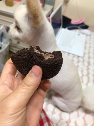 롯데제과 까망카스타드 더블초코 — 5점을 준 리뷰어가 2021년 5월 올린 사용 사진