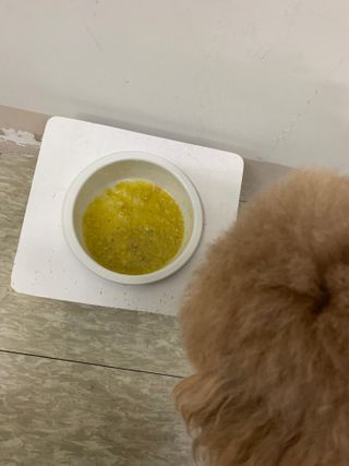 베이컨박스 [BACON] 강아지 수제간식 간편 동결건조 스튜 2종 - 황태, 초록 홍합 — 4.5점을 준 리뷰어가 2021년 1월 올린 사용 사진