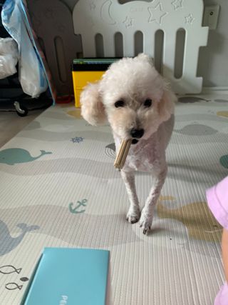 페페로니 2종 세트 클린플러스 덴탈껌 치킨+덕 — 3점을 준 리뷰어가 2021년 8월 올린 사용 사진
