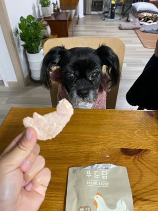 도그퓨어 푸드닭 강아지 닭고기 통살 애견간식 오리지널/차전자피/초록입홍합 — 5점을 준 리뷰어가 2021년 10월 올린 사용 사진
