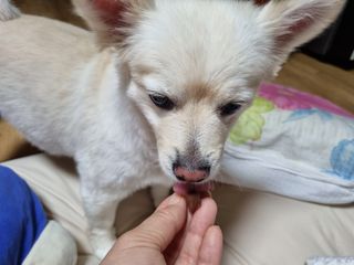 페페로니 진짜 오메가3 연어+소고기 180g+180g — 4.5점을 준 리뷰어가 2021년 7월 올린 사용 사진