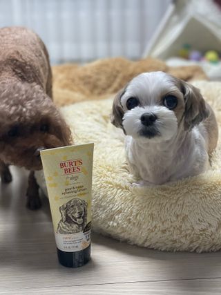 버츠비 케어플러스 릴리빙포앤노즈로션 — 5점을 준 리뷰어가 2021년 4월 올린 사용 사진