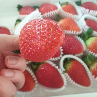 옳음 딸기 논산 설향 딸기 900g 산지직송 — 5점을 준 리뷰어가 2021년 1월 올린 사용 사진