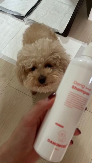[댕모어 샴푸 2종] 댕샴푸 / 퍼피샴푸  2종 세트 (300ml) — 5점을 준 리뷰어가 2023년 11월 올린 사용 사진