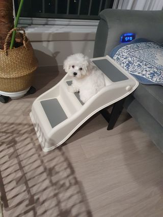 비타크래프트 조에시 하트캔 85g 강아지 습식캔 10캔 — 5점을 준 리뷰어가 2021년 8월 올린 사용 사진