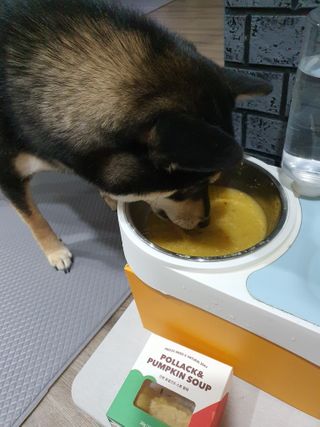 베이컨박스 [BACON] 강아지 수제간식 간편 동결건조 스튜 2종 - 황태, 초록 홍합 — 5점을 준 리뷰어가 2021년 1월 올린 사용 사진