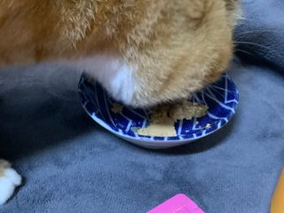 페페로니 맛있는 스틱 - 무항생제 닭고기 15개 + 알래스카 연어 15개 — 5점을 준 리뷰어가 2021년 8월 올린 사용 사진