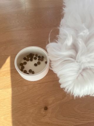 캐닌캐비어 4종 체험팩(오픈스카이, 와일드오션, 프리스피릿, 스페셜니즈) — 5점을 준 리뷰어가 2023년 3월 올린 사용 사진