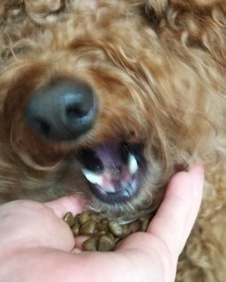 [풀무원아미오] 건강담은식단 1kg 3종 — 5점을 준 리뷰어가 2021년 2월 올린 사용 사진