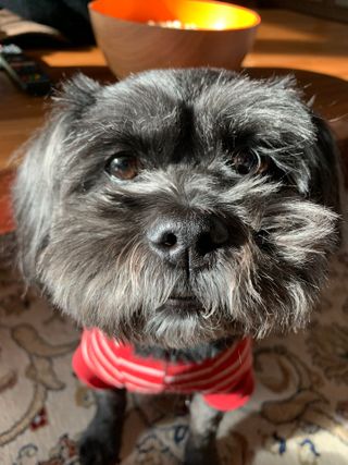 My Pet Care 천연단백질 눈건강에 개좋아 — 5점을 준 리뷰어가 2021년 1월 올린 사용 사진