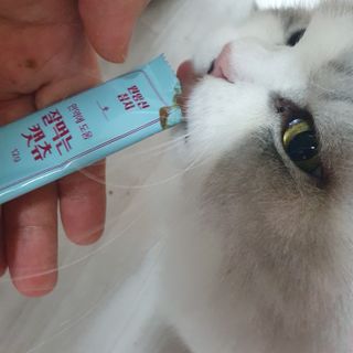 페페로니 잘 먹는 캣츄 - 무항생제 닭고기 12개 + 원양선 참치 12개 — 5점을 준 리뷰어가 2021년 8월 올린 사용 사진