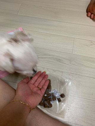 My Pet Care 천연단백질 관절건강에 개좋아 — 5점을 준 리뷰어가 2021년 3월 올린 사용 사진