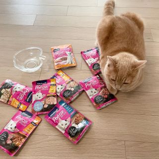비타크래프트 포에시 델리스 고양이 파우치 85g 9가지맛 1팩씩 — 5점을 준 리뷰어가 2021년 8월 올린 사용 사진