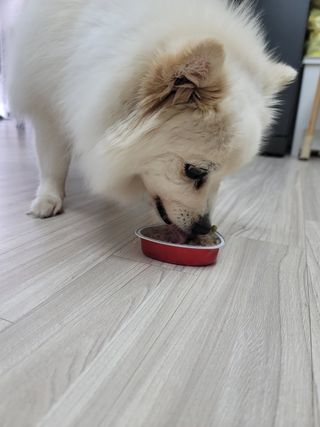 비타크래프트 조에시 하트캔 85g 강아지 습식캔 10캔 — 5점을 준 리뷰어가 2021년 7월 올린 사용 사진