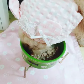 비타크래프트 조에시 하트캔 85g 강아지 습식캔 10캔 — 5점을 준 리뷰어가 2021년 10월 올린 사용 사진