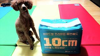 아베크 펫 와이드 프리미엄 대형 애견 강아지 배변 패드 30매 1팩 80g — 5점을 준 리뷰어가 2021년 7월 올린 사용 사진