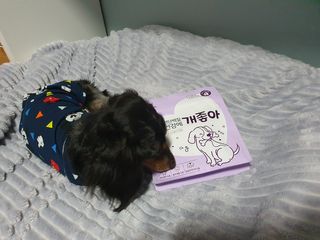 My Pet Care 천연단백질 치아건강에 개좋아 — 5점을 준 리뷰어가 2021년 2월 올린 사용 사진