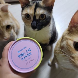 페페로니 맛있는 스틱 - 무항생제 닭고기 15개 + 원양선 참치 15개 — 5점을 준 리뷰어가 2021년 8월 올린 사용 사진