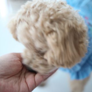 [푸디웜] 라포그 리얼인섹트 소프트키블 스킨 1KG — 5점을 준 리뷰어가 2022년 9월 올린 사용 사진