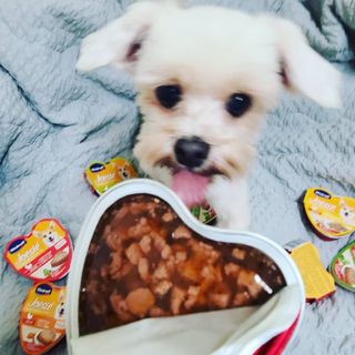 비타크래프트 조에시 하트캔 85g 강아지 습식캔 10캔 — 5점을 준 리뷰어가 2021년 10월 올린 사용 사진