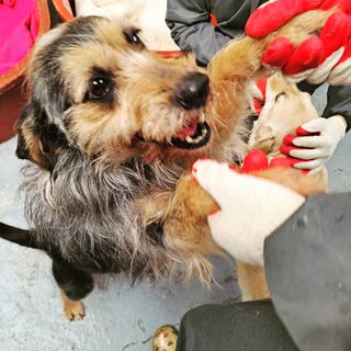 My Pet Care 천연단백질 관절건강에 개좋아 — 5점을 준 리뷰어가 2021년 3월 올린 사용 사진