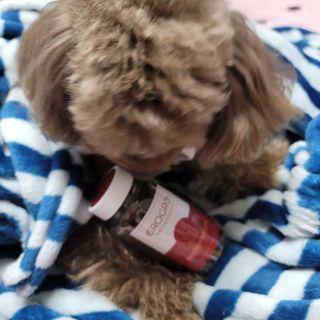 펫21 그로그로 에너지 강아지 고양이 반려동물 한방 영양제 비타민 종합 영양제 — 5점을 준 리뷰어가 2022년 1월 올린 사용 사진