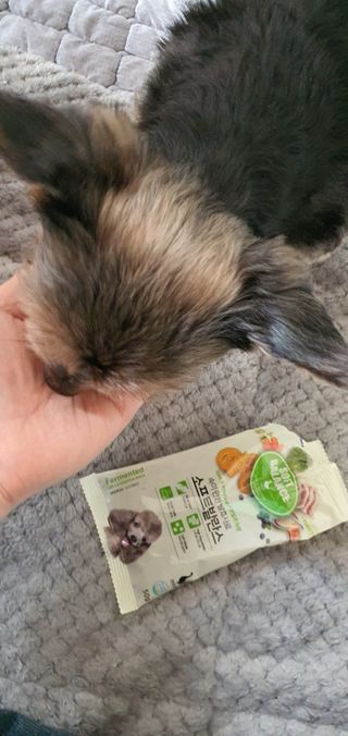 씨디랩 속이 편한 강아지 사료 소프트발란스 기호성 좋은 발효사료 피부와 위장 관절과 위장 — 5점을 준 리뷰어가 2021년 3월 올린 사용 사진