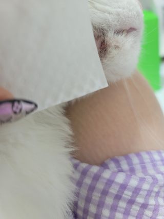 whol 키토클린 200ml - 항균항바이러스 강아지 눈 코 입 귀 세정탈취 고양이 턱드름제거 무향 워터리스 대용량 — 5점을 준 리뷰어가 2022년 10월 올린 사용 사진