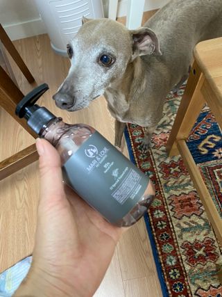 마리앤루이펫샴푸 [mari and louie pet shampoo] — 5점을 준 리뷰어가 2021년 5월 올린 사용 사진