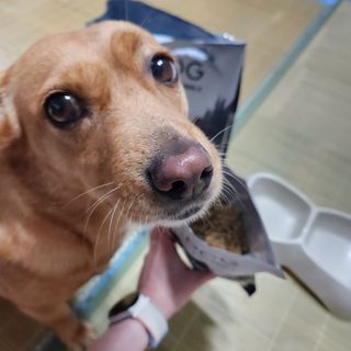 [푸디웜] 라포그 리얼인섹트 소프트키블 스킨 1KG — 5점을 준 리뷰어가 2022년 9월 올린 사용 사진