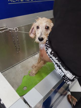 마리앤루이펫샴푸 [mari and louie pet shampoo] — 5점을 준 리뷰어가 2021년 7월 올린 사용 사진
