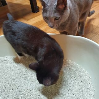 겟플렉스 켓플렉스 캣츠룸BS-1 고양이모래 4kg — 5점을 준 리뷰어가 2021년 3월 올린 사용 사진