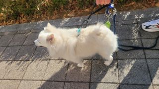 베이컨박스 [BACON] 고아웃클럽 산책 안전벨트 리뉴얼 - 중,대형견용 — 5점을 준 리뷰어가 2021년 12월 올린 사용 사진