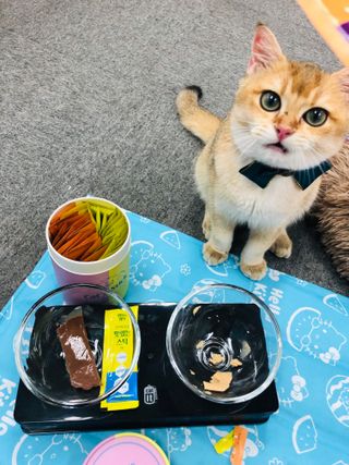 페페로니 맛있는 스틱 - 무항생제 닭고기 15개 + 원양선 참치 15개 — 5점을 준 리뷰어가 2021년 8월 올린 사용 사진
