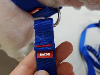 베이컨박스 [BACON] 고아웃클럽 이지그립 리드줄, 목줄 세트-BLUE — 5점을 준 리뷰어가 2021년 7월 올린 사용 사진