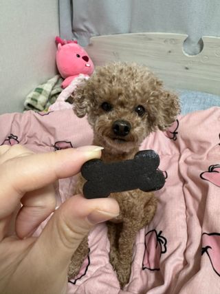 [레모나] 강아지 레모나 강아직 영양 간식 4종 택 1 — 5점을 준 리뷰어가 2024년 1월 올린 사용 사진
