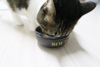 씨디랩 장 건강과 구강 건강을 한 번에 더블락토 강아지 고양이 유산균 — 5점을 준 리뷰어가 2021년 1월 올린 사용 사진