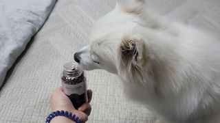 펫21 그로그로 5종 강아지 고양이 반려동물 한방 영양제 — 5점을 준 리뷰어가 2021년 11월 올린 사용 사진