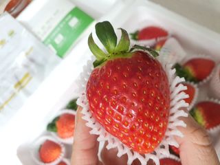 옳음 딸기 논산 설향 딸기 900g 산지직송 — 5점을 준 리뷰어가 2021년 1월 올린 사용 사진