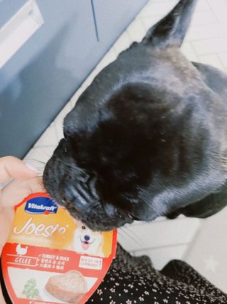 비타크래프트 조에시 하트캔 85g 강아지 습식캔 10캔 — 5점을 준 리뷰어가 2021년 7월 올린 사용 사진