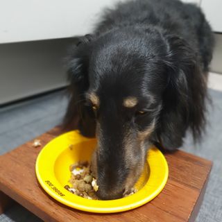 펫21 그로그로 5종 강아지 고양이 반려동물 한방 영양제 — 5점을 준 리뷰어가 2021년 11월 올린 사용 사진