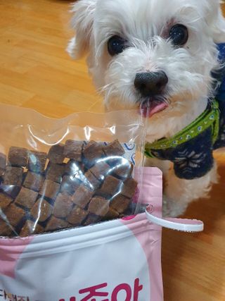 My Pet Care 천연단백질 관절건강에 개좋아 — 5점을 준 리뷰어가 2021년 1월 올린 사용 사진