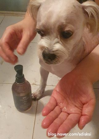 마리앤루이펫샴푸 [mari and louie pet shampoo] — 5점을 준 리뷰어가 2021년 5월 올린 사용 사진