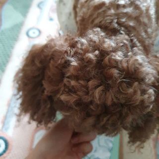 My Pet Care 천연단백질 눈건강에 개좋아 — 5점을 준 리뷰어가 2021년 2월 올린 사용 사진