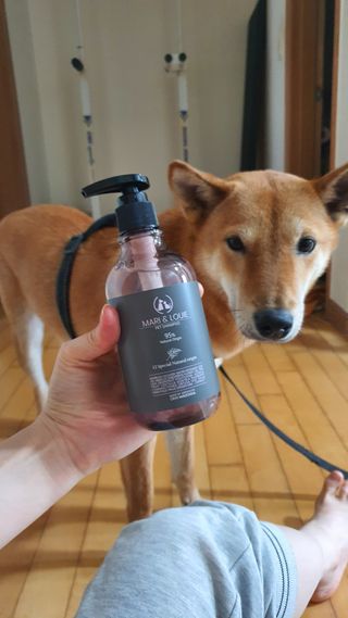 마리앤루이펫샴푸 [mari and louie pet shampoo] — 5점을 준 리뷰어가 2021년 5월 올린 사용 사진