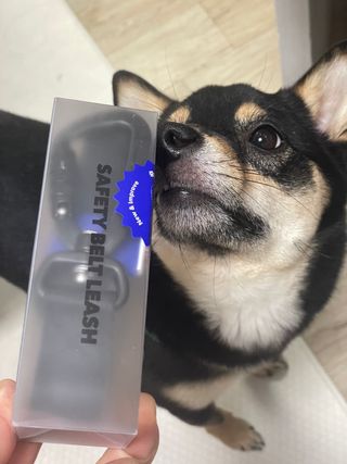 베이컨박스 [BACON] 고아웃클럽 산책 안전벨트 리뉴얼 - 중,대형견용 — 5점을 준 리뷰어가 2021년 12월 올린 사용 사진