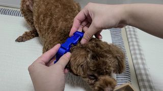 베이컨박스 [BACON] 고아웃클럽 이지그립 리드줄, 목줄 세트-BLUE — 3점을 준 리뷰어가 2021년 7월 올린 사용 사진