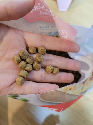 치킨수프 클래식 독 2.04KG — 5점을 준 리뷰어가 2021년 6월 올린 사용 사진